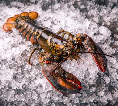 Fresh lobster on ice